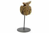 Hadrosaur (Edmontosaurus) Caudal Vertebra w/ Stand - Wyoming #377736-1